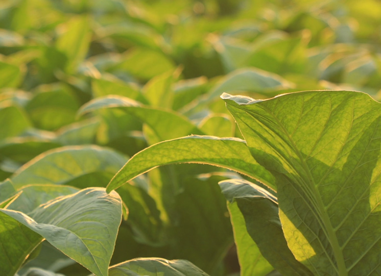 国家局党组理论学习中心组（扩大）组织集体学习  深入学习贯彻党的二十届四中全会精神  科学谋划“十五五”时期行业高质量发展和现代化建设